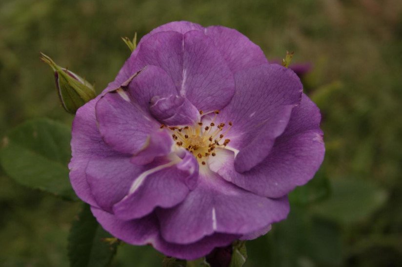 Blue Roses - 3 Varieties: Photos, Descriptions, Application in Landscape Design