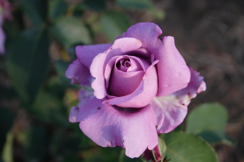 Blue Roses - 3 Varieties: Photos, Descriptions, Application in Landscape Design