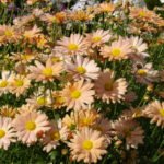 Classification of Chrysanthemums: Difficulties and Misunderstandings