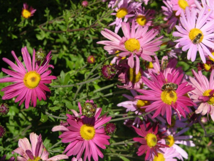 Classification of Chrysanthemums: Difficulties and Misunderstandings