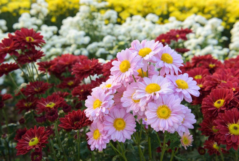 Classification of Chrysanthemums: Difficulties and Misunderstandings