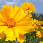 Coreopsis: Summer Flower in Autumn Garden