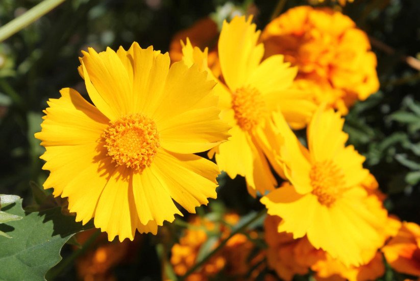 Coreopsis: Summer Flower in Autumn Garden
