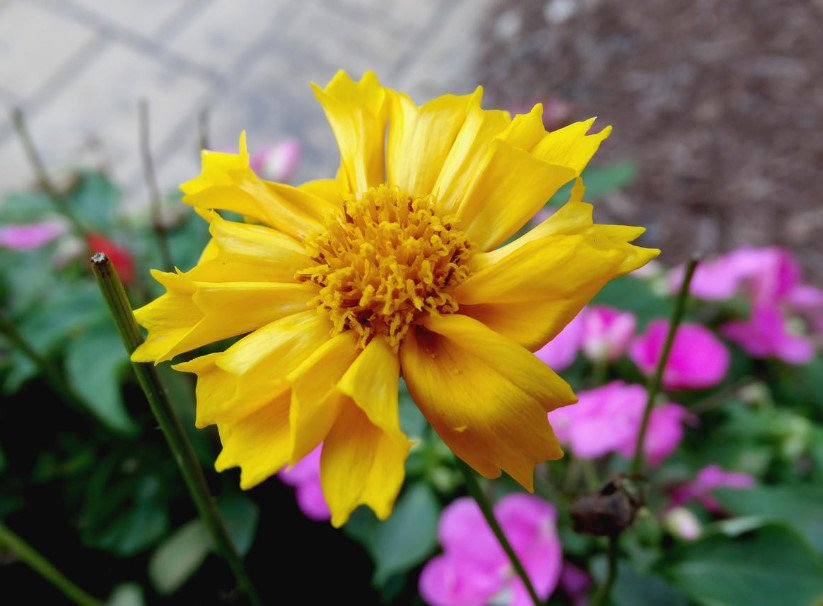 Coreopsis: Summer Flower in Autumn Garden