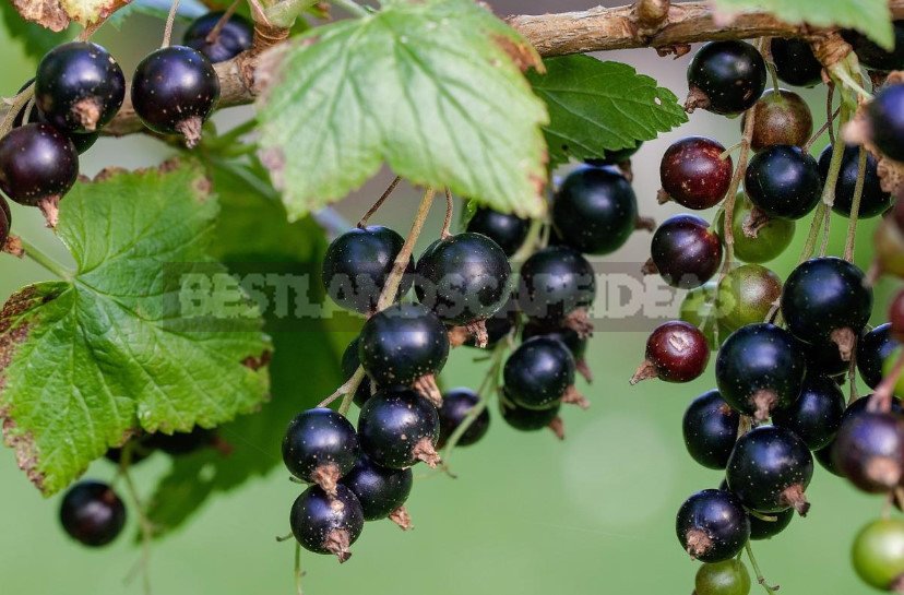 Currants: Types and Varieties, Peculiarities of Cultivation