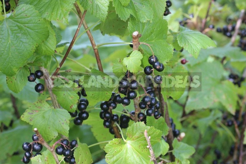 Currants: Types and Varieties, Peculiarities of Cultivation