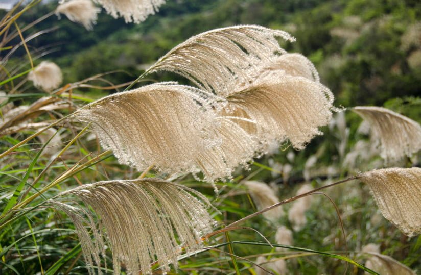 Dried Flowers: Names and Photos, Descriptions of Species and Varieties