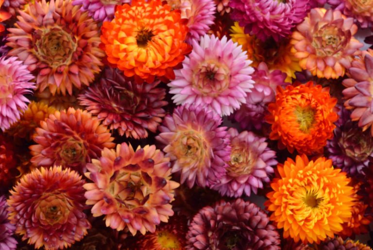 Dried Flowers Names and Photos, Descriptions of Species and Varieties