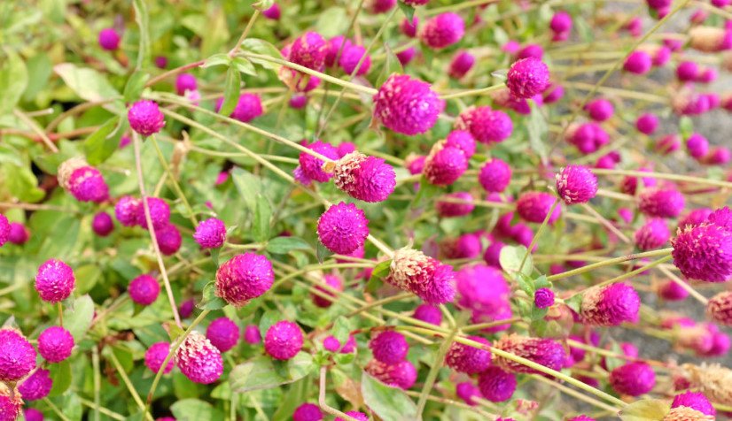 Dried Flowers: Names and Photos, Descriptions of Species and Varieties