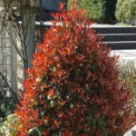 Exotic Trees and Shrubs: Photo, Description, Features of Cultivation