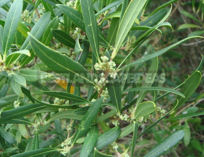 Exotic Trees and Shrubs: Photo, Description, Features of Cultivation