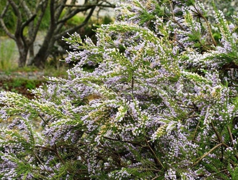 Exotic Trees and Shrubs: Photo, Description, Features of Cultivation