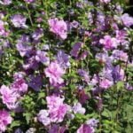 Flowering Hedges: Curbs