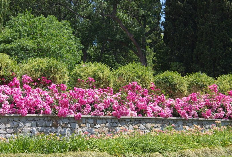 Flowering Hedges: Curbs
