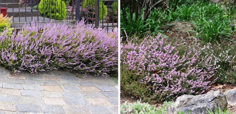 Flowering Hedges: Curbs