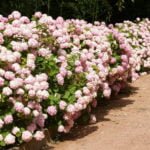 Flowering Hedges: Medium and High