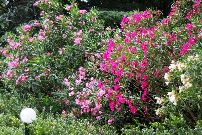 Flowering Hedges: Medium and High