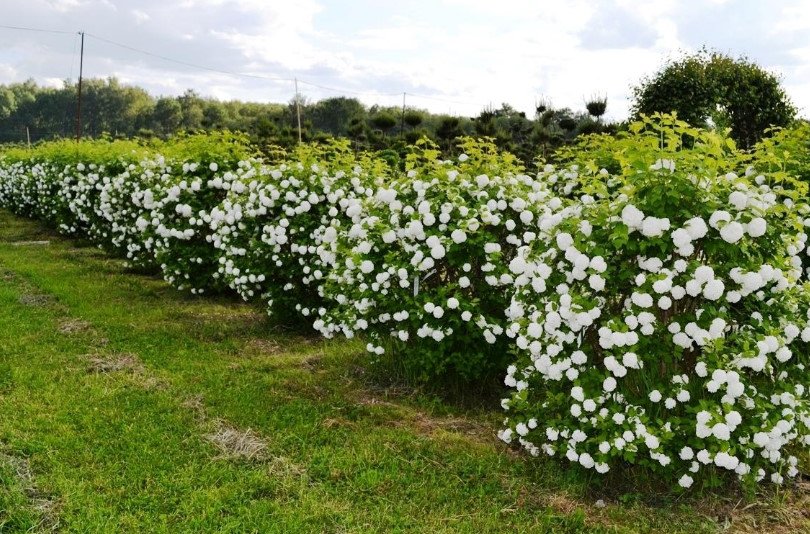 Flowering Hedges: Medium and High