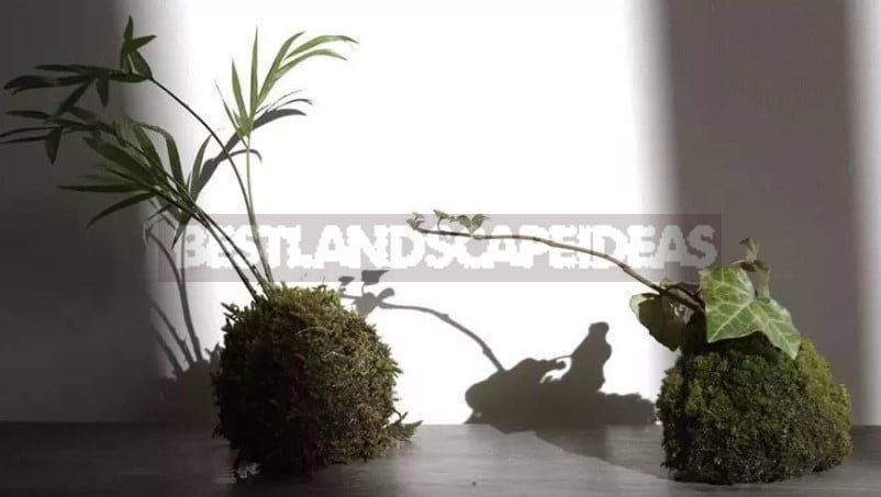 Kokedama-Moss Ball: Growing Plants Without Pots