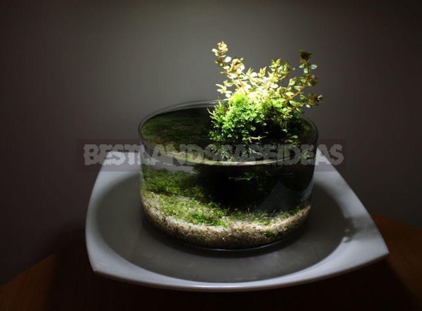 Kokedama-Moss Ball: Growing Plants Without Pots
