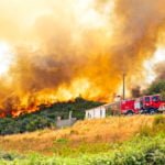 How Goats and Sheep Help Prevent Forest Fires