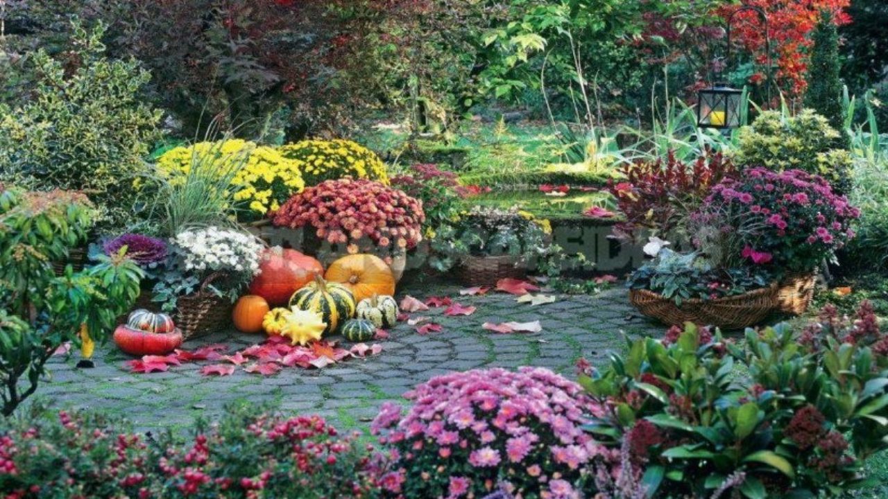 how to prepare perennials for winter - best landscaping ideas