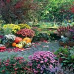 How to Prepare Perennials for Winter