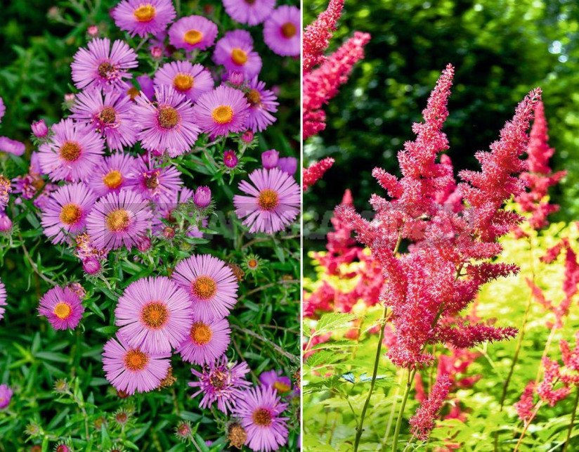 How to Prepare Perennials for Winter