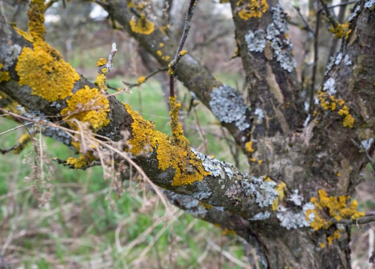 Iron Sulfate Use in the Garden Best Landscape Ideas