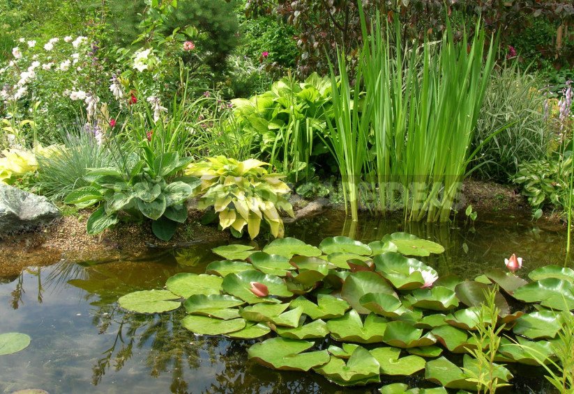 Pond in the Garden: Choose Materials and Equipment (Part 2)