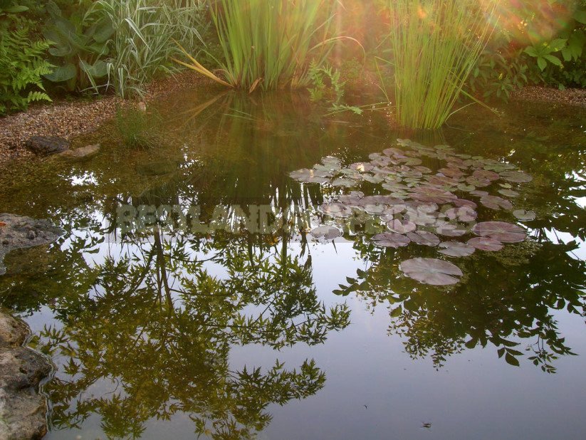 Pond in the Garden: Choose Materials and Equipment (Part 2)