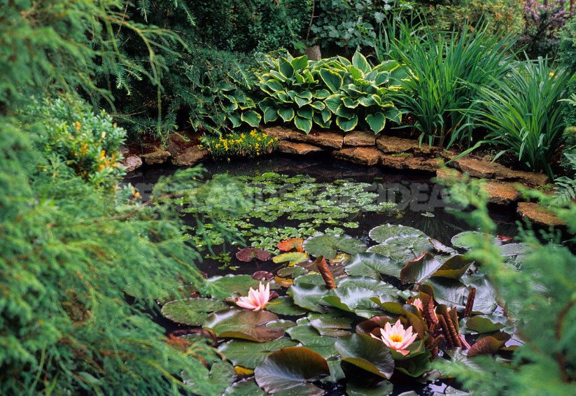 Pond in the Garden: Choose Materials and Equipment (Part 2)