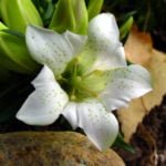 Late Autumn Flowers