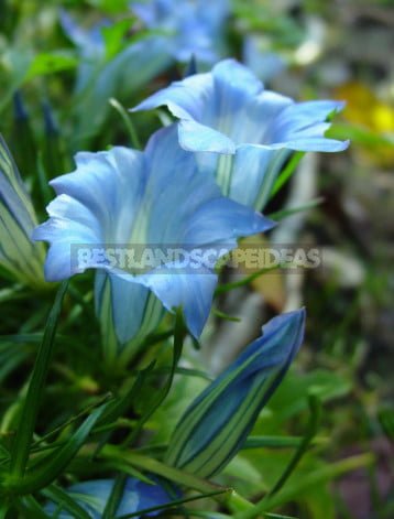 Late Autumn Flowers