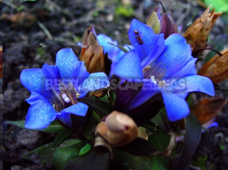 Late Autumn Flowers