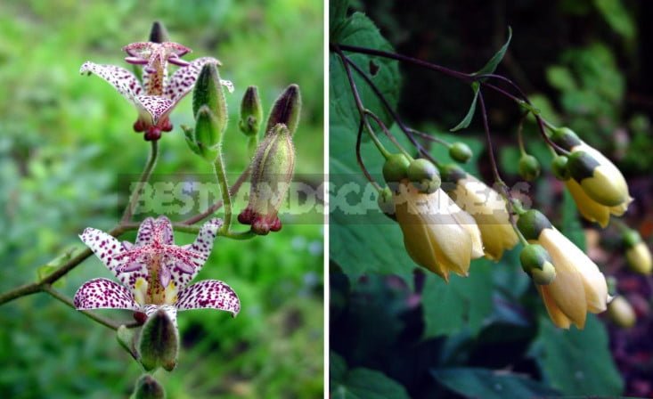 Late Autumn Flowers