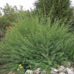 Dwarf Willow: Photo and Description of Species