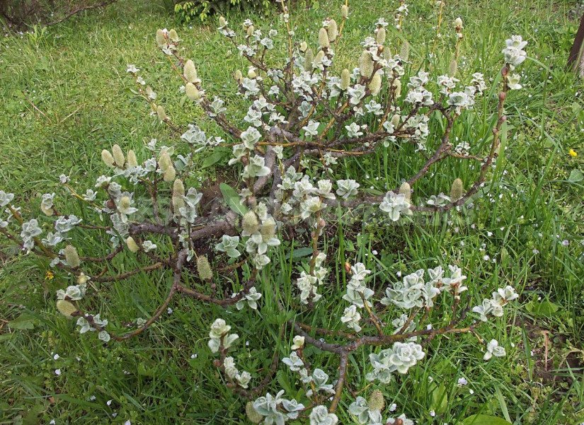 Dwarf Willow: Photo and Description of Species