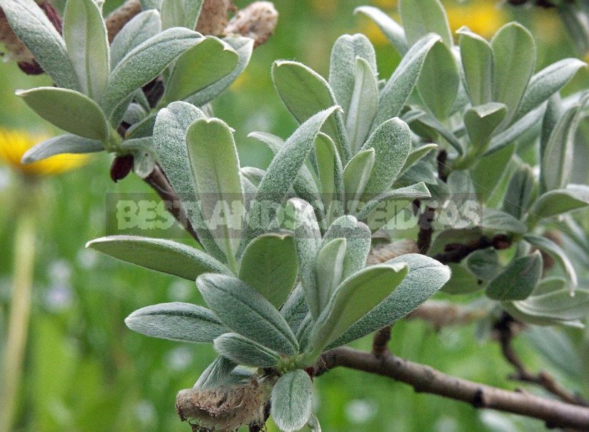 Dwarf Willow: Photo and Description of Species