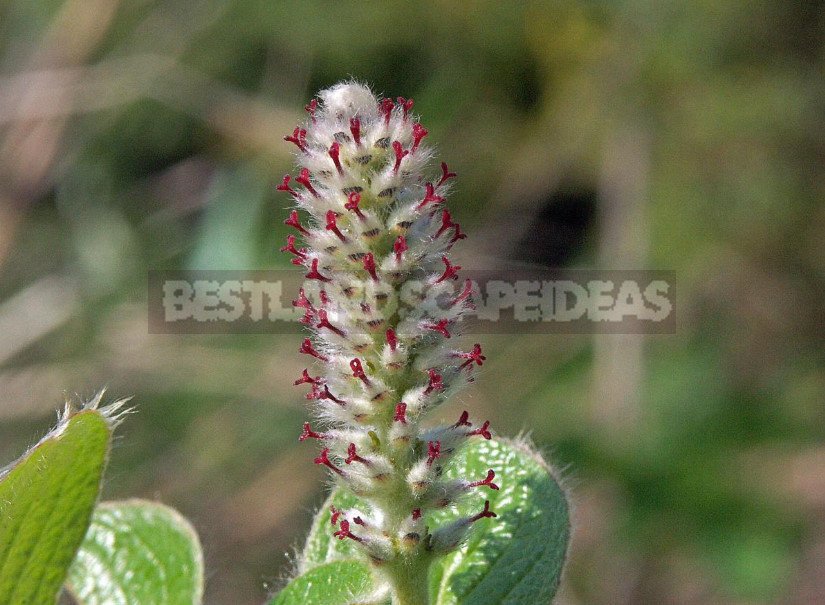 Dwarf Willow: Photo and Description of Species