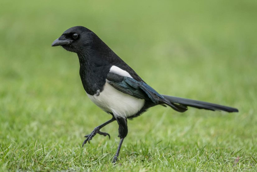 Magpies in the Garden: a Personal Observation
