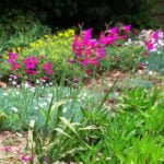 Natural Species of Gladioli: the Perfection of Natural Beauty