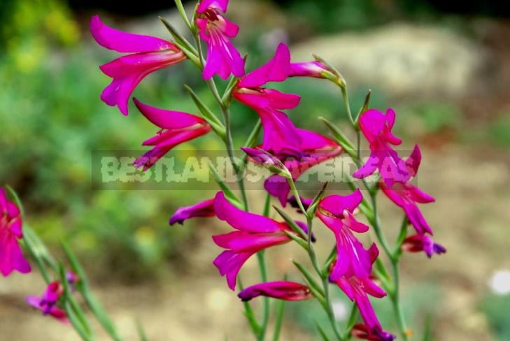 Natural Species of Gladioli: the Perfection of Natural Beauty