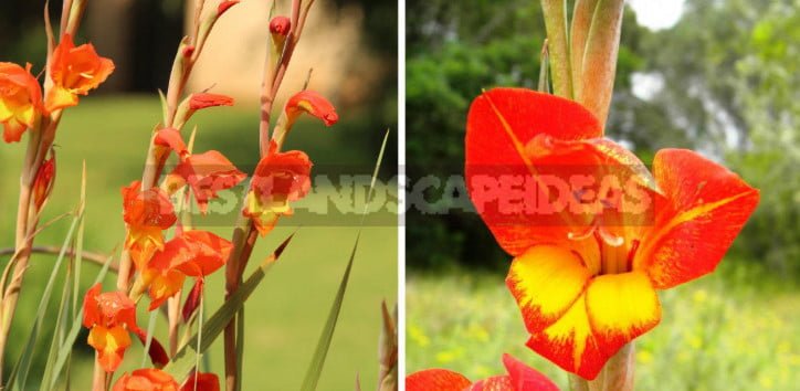 Natural Species of Gladioli: the Perfection of Natural Beauty