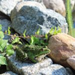 Alpine Slide: Rules for Ordinary Gardeners