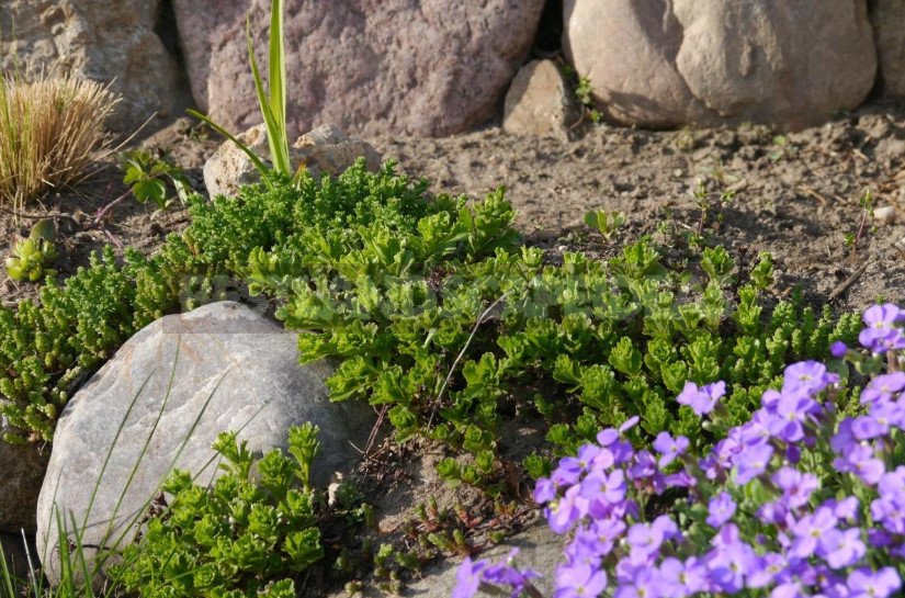 Alpine Slide: Rules for Ordinary Gardeners