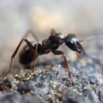 Original Ways to Fight Harmful Insects, Proven by Our Ancestors