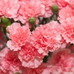 Perennial Carnations-Wild and Garden Species