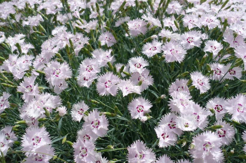 Perennial Carnations-Wild and Garden Species
