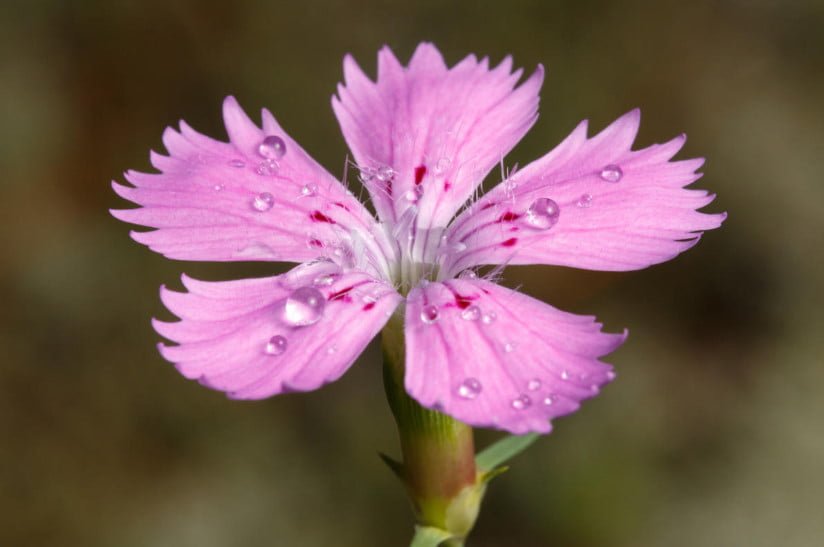 Perennial Carnations-Wild and Garden Species